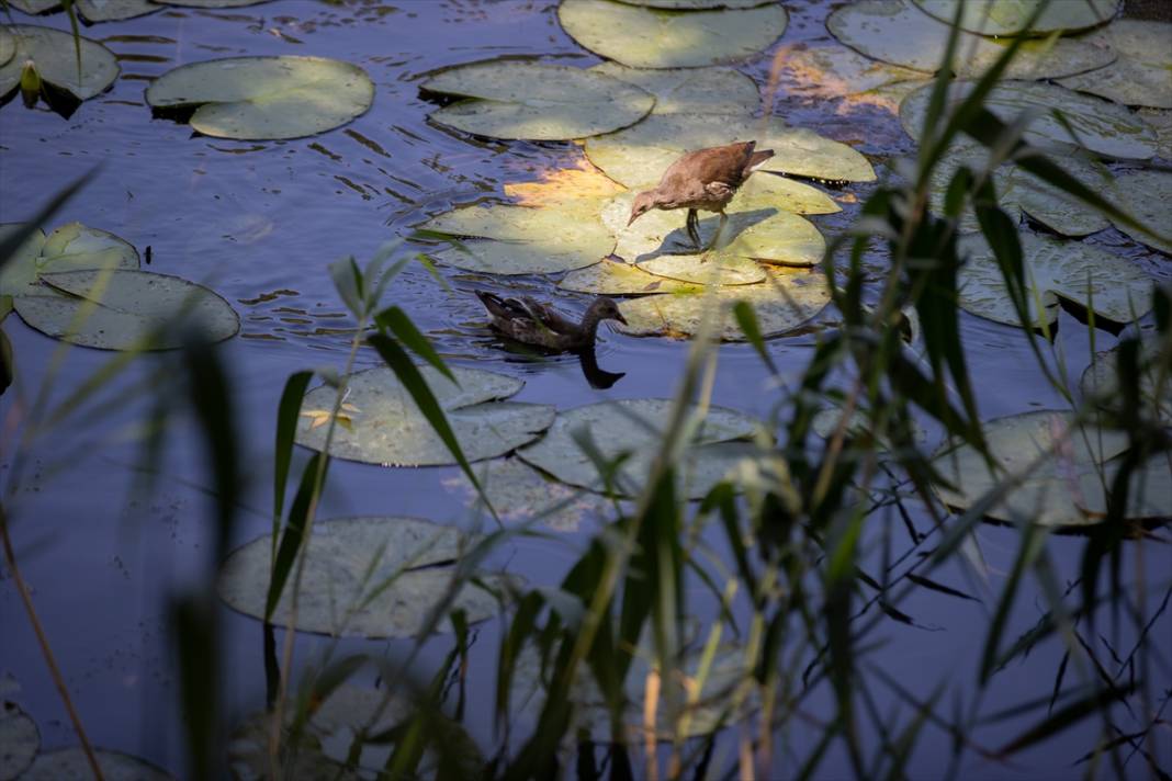 Türkiye’nin en büyük tek parça subasar ormanı 13